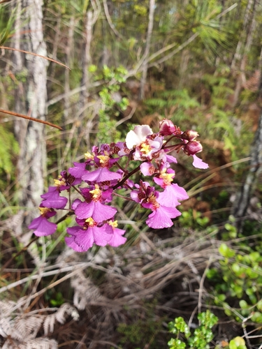 Tolumnia scandens, photograph 2