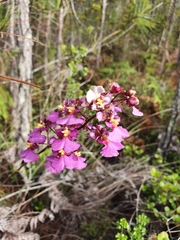 Tolumnia scandens, photograph Yolanda M. Leon, CC0, iNaturalist via GBIF