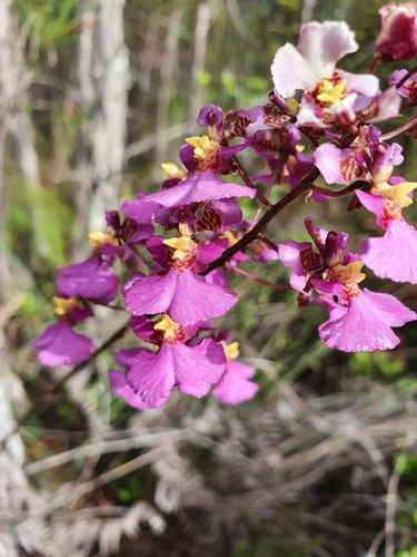 Tolumnia scandens, photograph 3