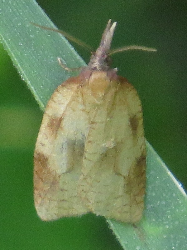 Mosaic Sparganothis Moth