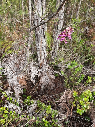 Tolumnia scandens, photograph 5