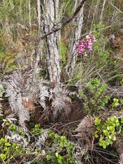 Tolumnia scandens, photograph Yolanda M. Leon, CC0, iNaturalist via GBIF