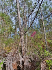 Tolumnia scandens, photograph Yolanda M. Leon, CC0, iNaturalist via GBIF
