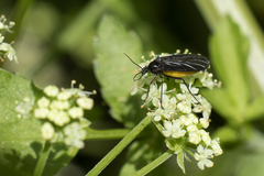 Sciara hemerobioides