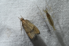 Psilocorsis quercicella