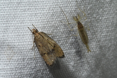 Psilocorsis quercicella