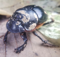 Catharsius renaudpauliani