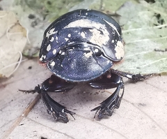 Catharsius renaudpauliani