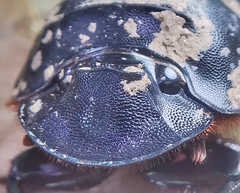 Catharsius renaudpauliani