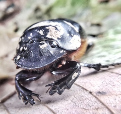 Catharsius renaudpauliani