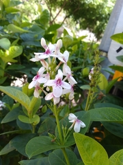 Pseuderanthemum maculatum