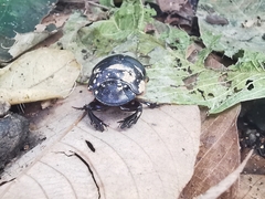 Catharsius renaudpauliani