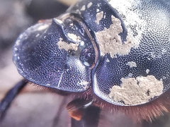 Catharsius renaudpauliani