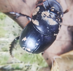 Catharsius renaudpauliani