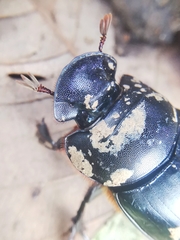 Catharsius renaudpauliani