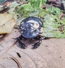 Catharsius renaudpauliani