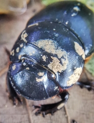 Catharsius renaudpauliani