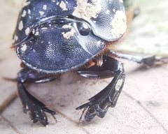 Catharsius renaudpauliani