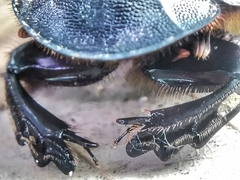 Catharsius renaudpauliani