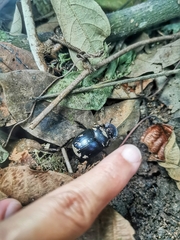 Catharsius renaudpauliani