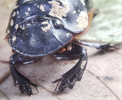 Catharsius renaudpauliani