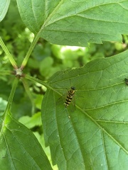 Chrysopilus ornatus