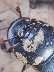 Catharsius renaudpauliani