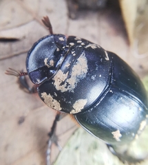 Catharsius renaudpauliani