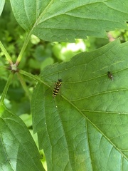 Chrysopilus ornatus