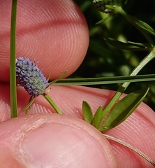 Eryngium prostratum