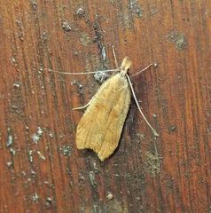 Dichomeris derasella