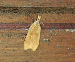 Dichomeris derasella