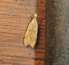 Dichomeris derasella