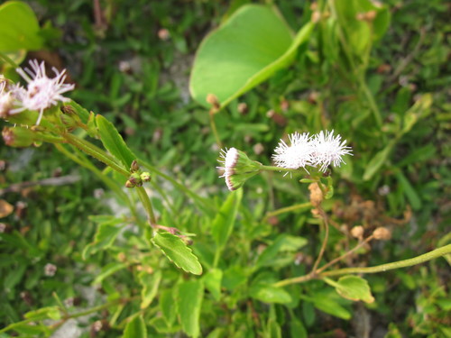 Image of Ageratum littorale by (c) Eric Knight, some rights reserved (CC BY)