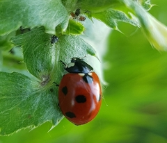 Coccinella septempunctata