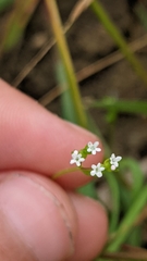 Valerianella dentata