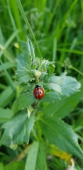 Coccinella septempunctata