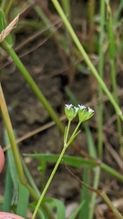 Valerianella dentata