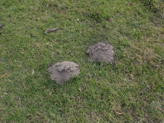 Cryptomys hottentotus