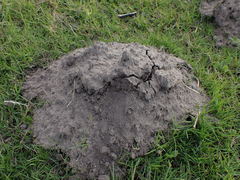 Cryptomys hottentotus