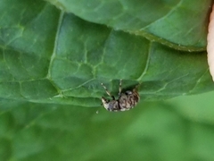 Eusphyrus walshi