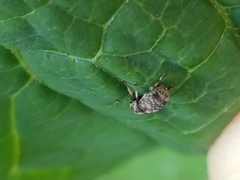 Eusphyrus walshi
