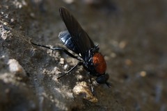 Clitellaria ephippium