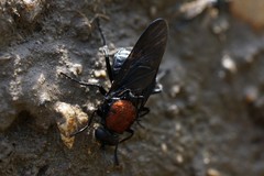 Clitellaria ephippium