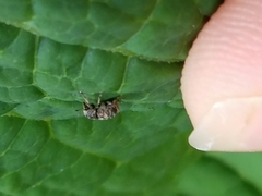 Eusphyrus walshi