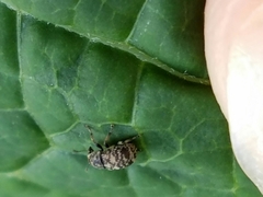 Eusphyrus walshi