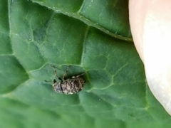 Eusphyrus walshi