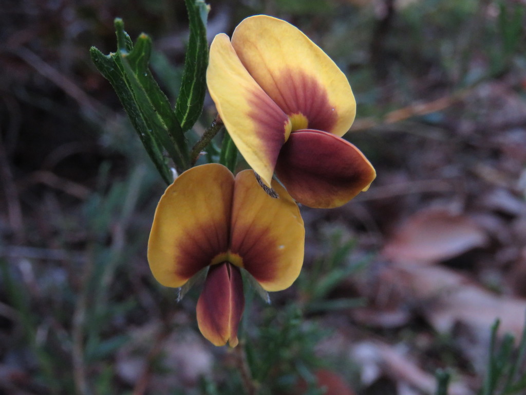 Cristonia biloba