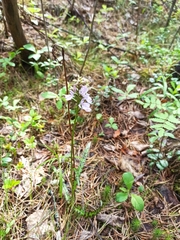 Dactylorhiza fuchsii