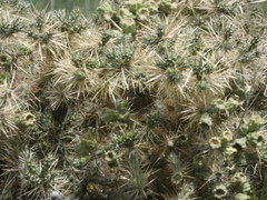 Cylindropuntia davisii